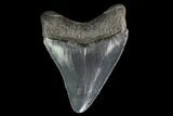 Serrated, Juvenile Megalodon Tooth - Georgia #142343-1